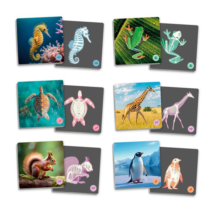 Maxi-Memory Animales vertebrados y sus esqueletos Akros